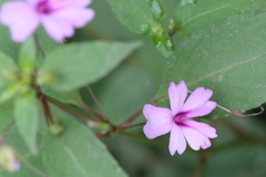 Impatiens gardneriana